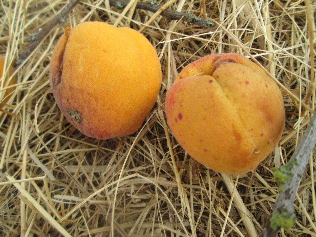 Organic Apricot