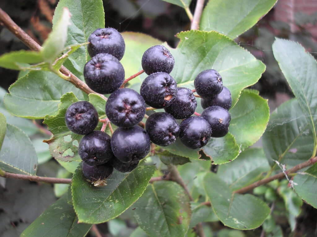 Organic Black Chokeberry