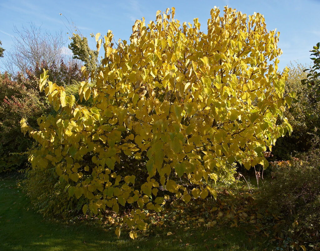 Organic Black Beauty Mulberry