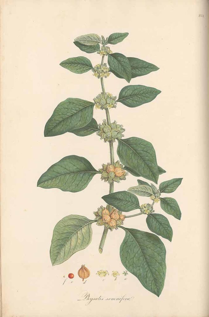 Organic Ashwagandha